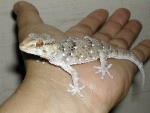 gecko