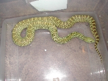 green hypo bull