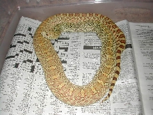 orange hypo bull