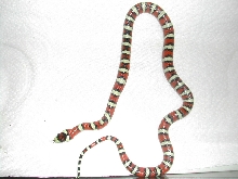 female pryo1