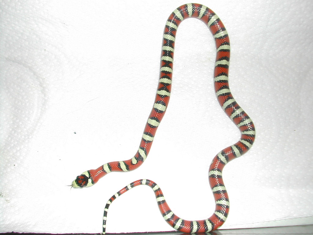 female pryo1