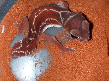 My red super stripe levis male