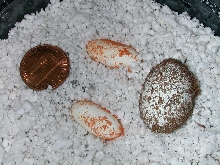 Nephrurus laevissimus eggs.