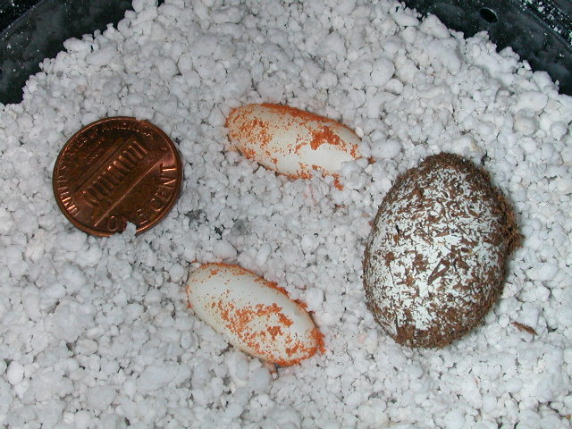 Nephrurus laevissimus eggs.