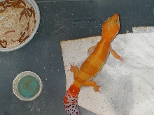 female 1