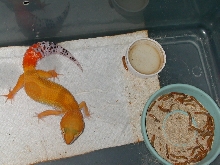 female 2