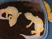2 females tangerine albino