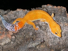 This is Bella, incredible tangerine.
