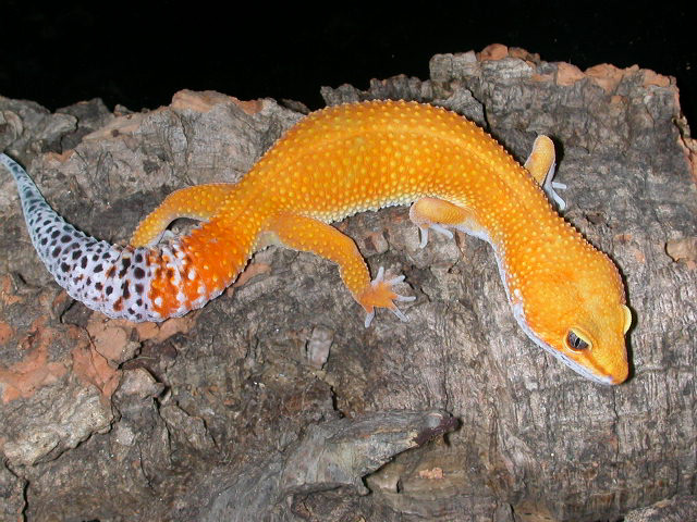 This is Bella, incredible tangerine.