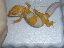Holdback tangerine albino male.