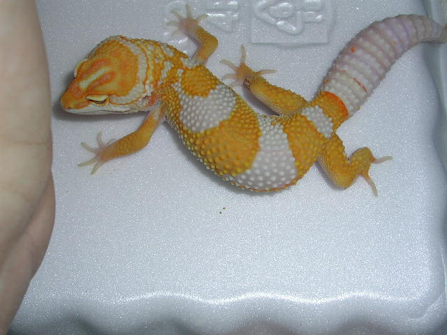Holdback tangerine albino male.