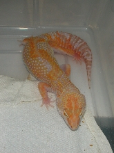 Best Tangerine Jungle female