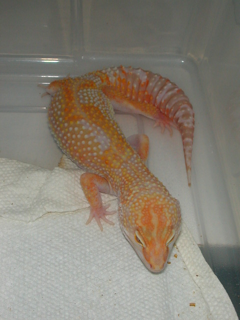 Best Tangerine Jungle female