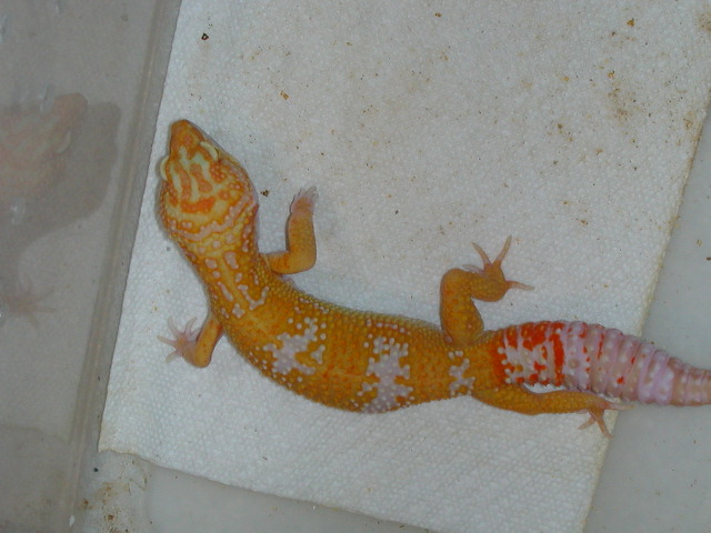 This is Phoenix, Laser' s son.
