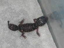 Our first knob tail baby.