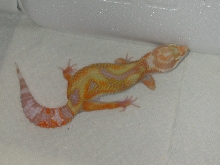 Jungle tremter tangerine giant female