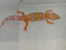 Tremper tangerine giant female