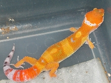 Super hypo tangerine carrot tail