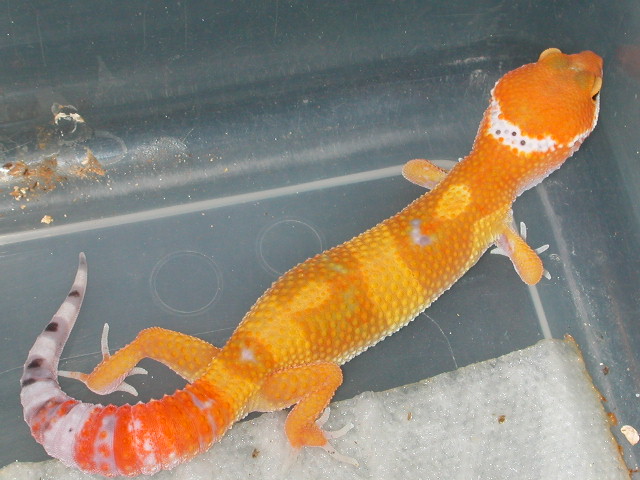 Super hypo tangerine carrot tail
