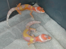 Few more Jungle giant babies.