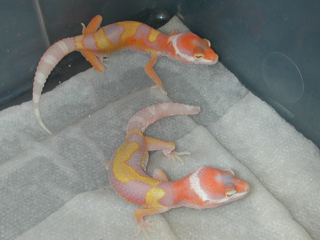 Few more Jungle giant babies.