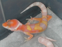 Jungle giant hatchling
