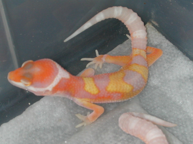 Jungle giant hatchling