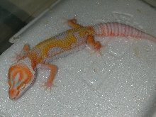 Unicorn second generation baby.
