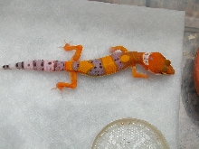 Red head tangerine.