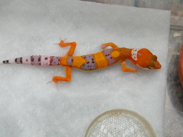 Red head tangerine.