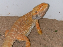 Stud orange male