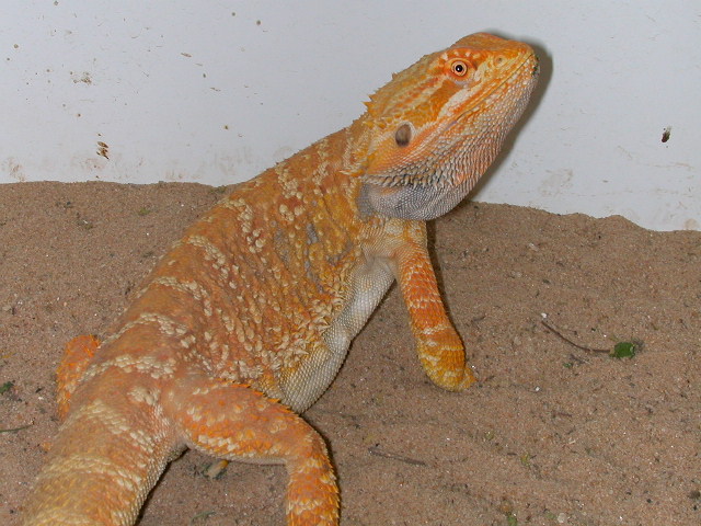 Stud orange male