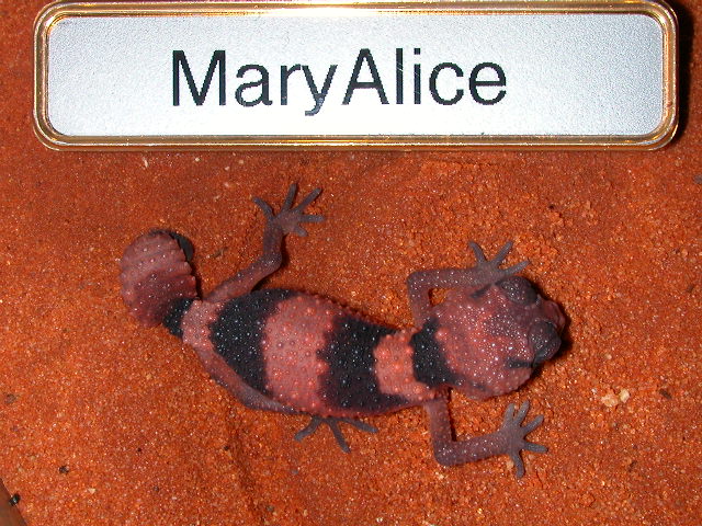 Just hatched this morning.