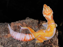 Jungle giant holdback