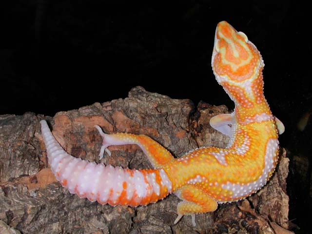 Jungle giant holdback