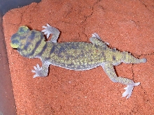 Yellow stellatus male