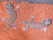 Young pair of yellow stellatus.