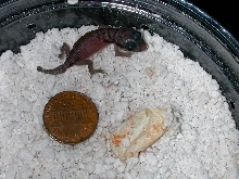 baby laevissimus just hatched.