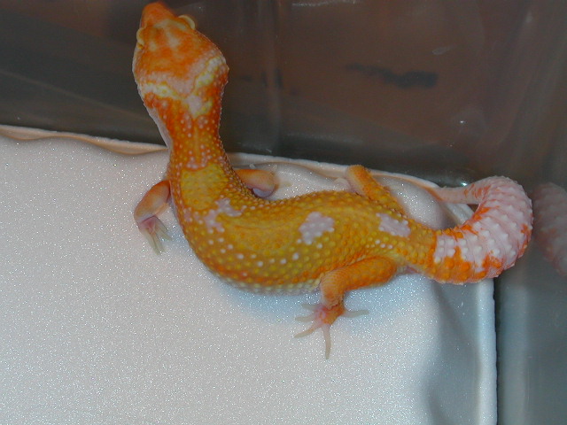 A&M Giant Hyglo female