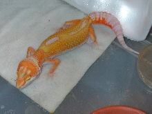 One more "A&M Giant Hyglo" female.