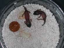 Baby Laevissimus.