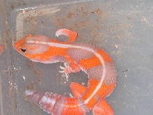 Striped amelanistic fat tail male.