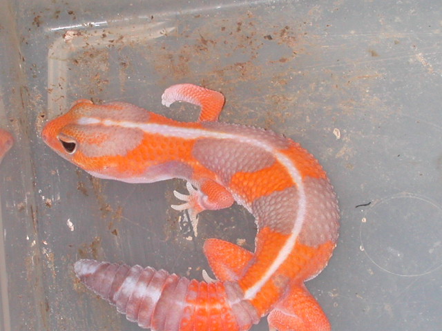 Striped amelanistic fat tail male.