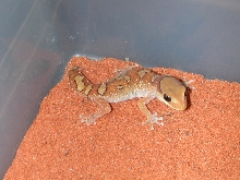 Diplodactylus galeatus.