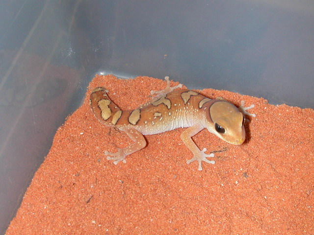 Diplodactylus galeatus.