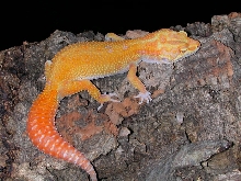 Tremper Albino