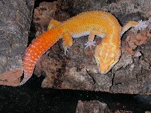 Tremper Albino