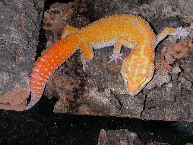 Tremper Albino