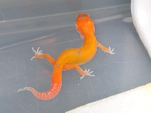 Best hatchling of the season.