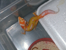 Albino stripe X reverse stripe.